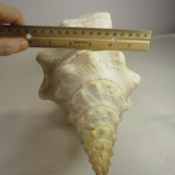 Real Sea Shell 15" long Horse Conch cream & peach coloring Coastal - Picture 8 of 15
